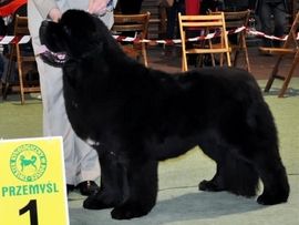 picture of dog