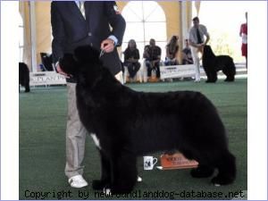 picture of dog