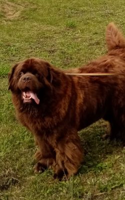 picture of dog